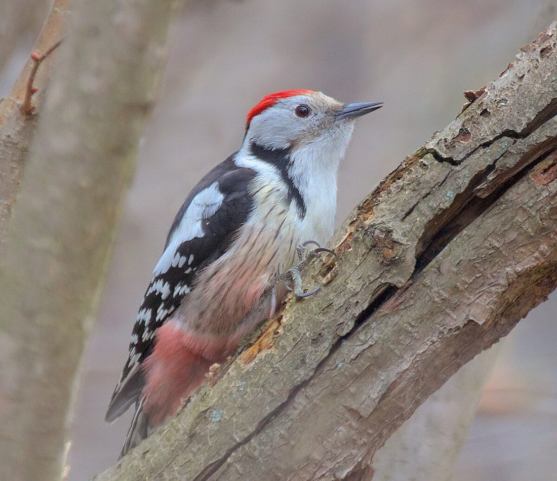Middle Spotted Woodpecker reference