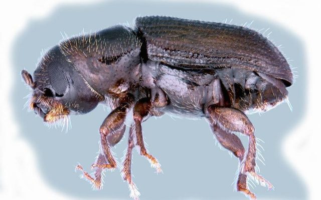 Southern Pine Beetle reference