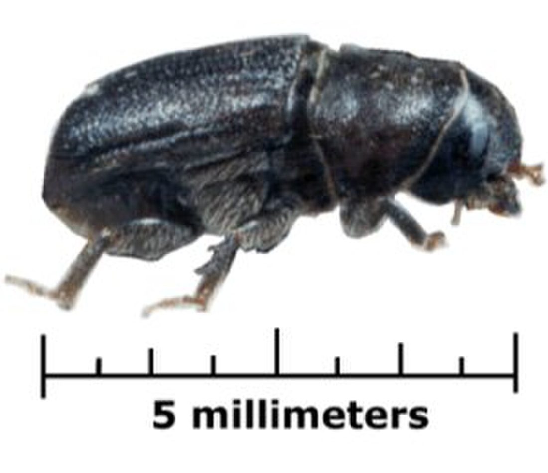 Mountain Pine Beetle reference