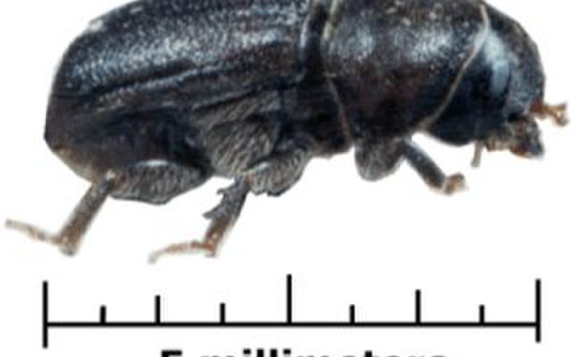 Mountain Pine Beetle reference