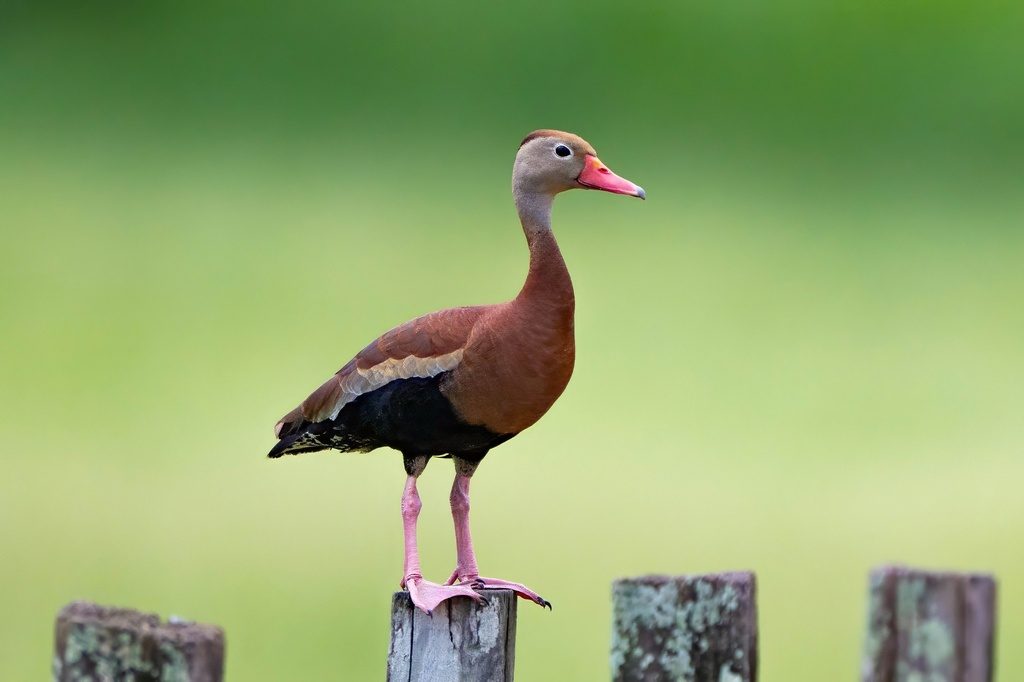 Black-bellied Whistling-Duck reference