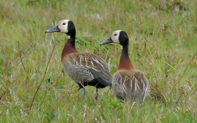 White-faced Whistling-Duck reference