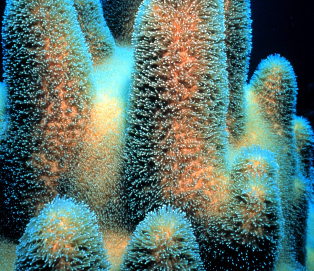 Pillar Coral reference