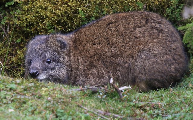 Southern Tree Hyrax reference