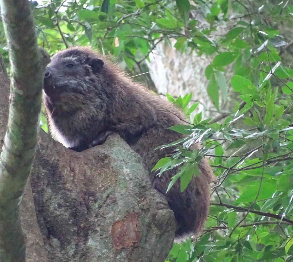 Western Tree Hyrax reference
