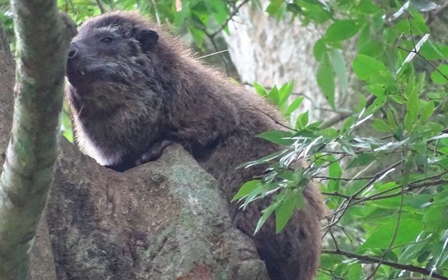 Western Tree Hyrax reference