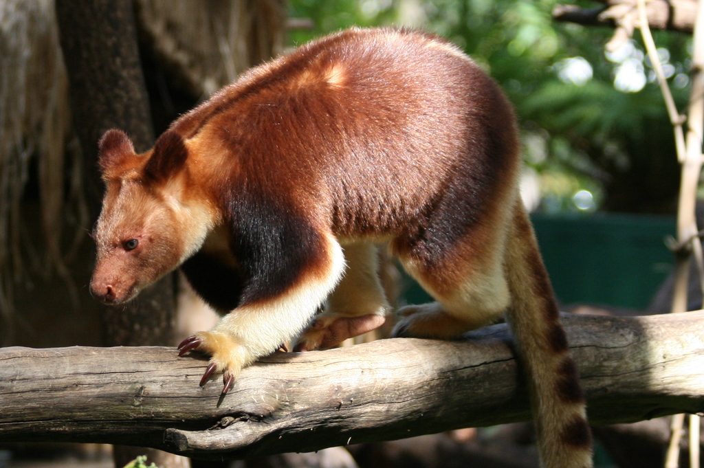 Goodfellow's Tree-kangaroo reference