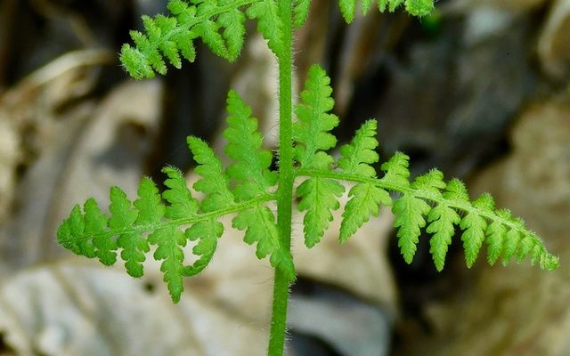 Hay-scented Fern reference