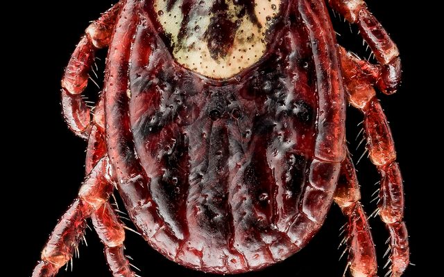 American Dog Tick reference