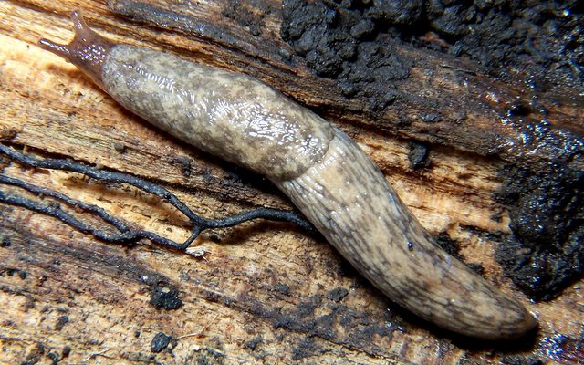 Grey Field Slug reference