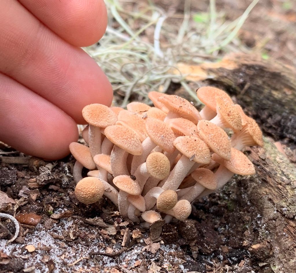 Ringless Honey Mushroom reference
