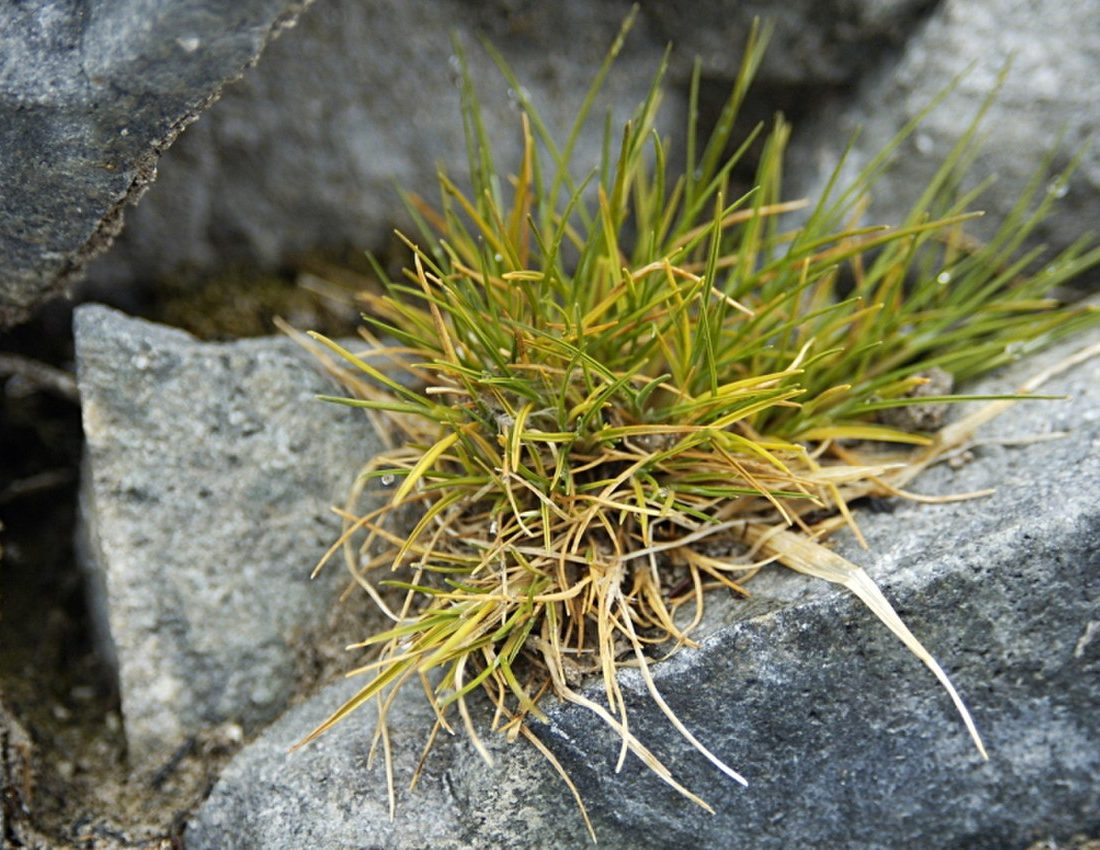 Antarctic Hairgrass reference