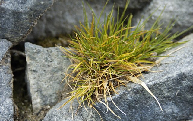 Antarctic Hair Grass reference