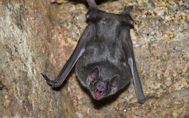 Common Vampire Bat reference