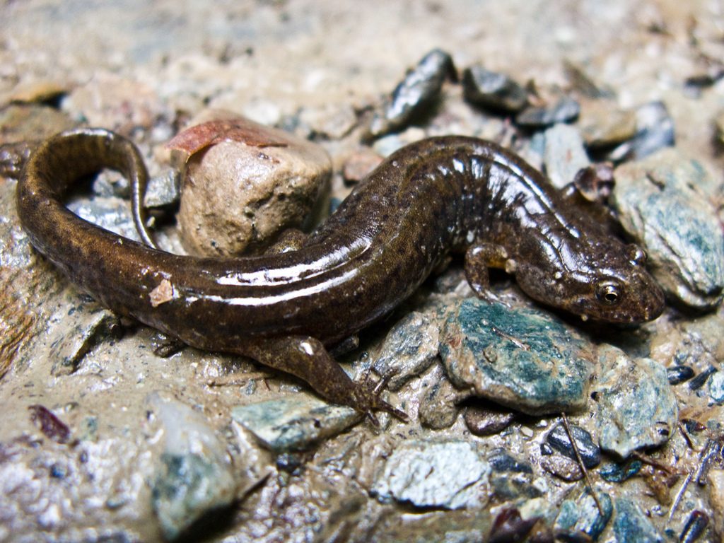 Northern Dusky Salamander reference