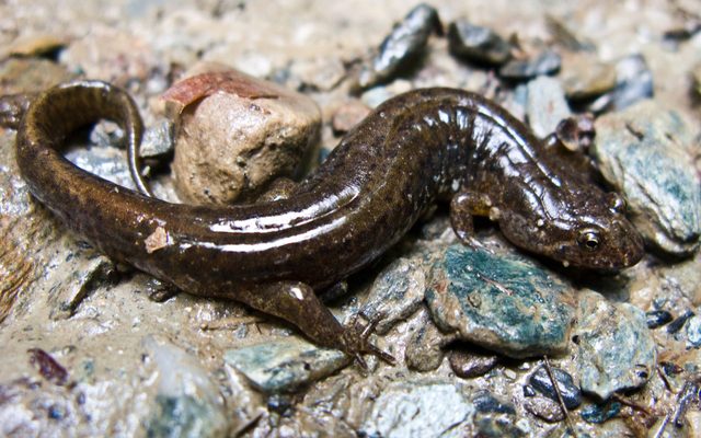 Northern Dusky Salamander reference