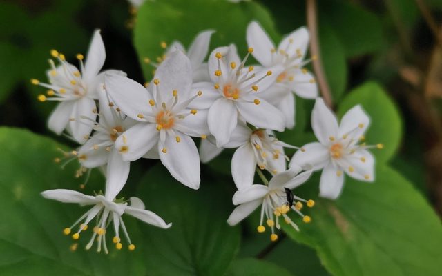 Fuzzy Deutzia reference