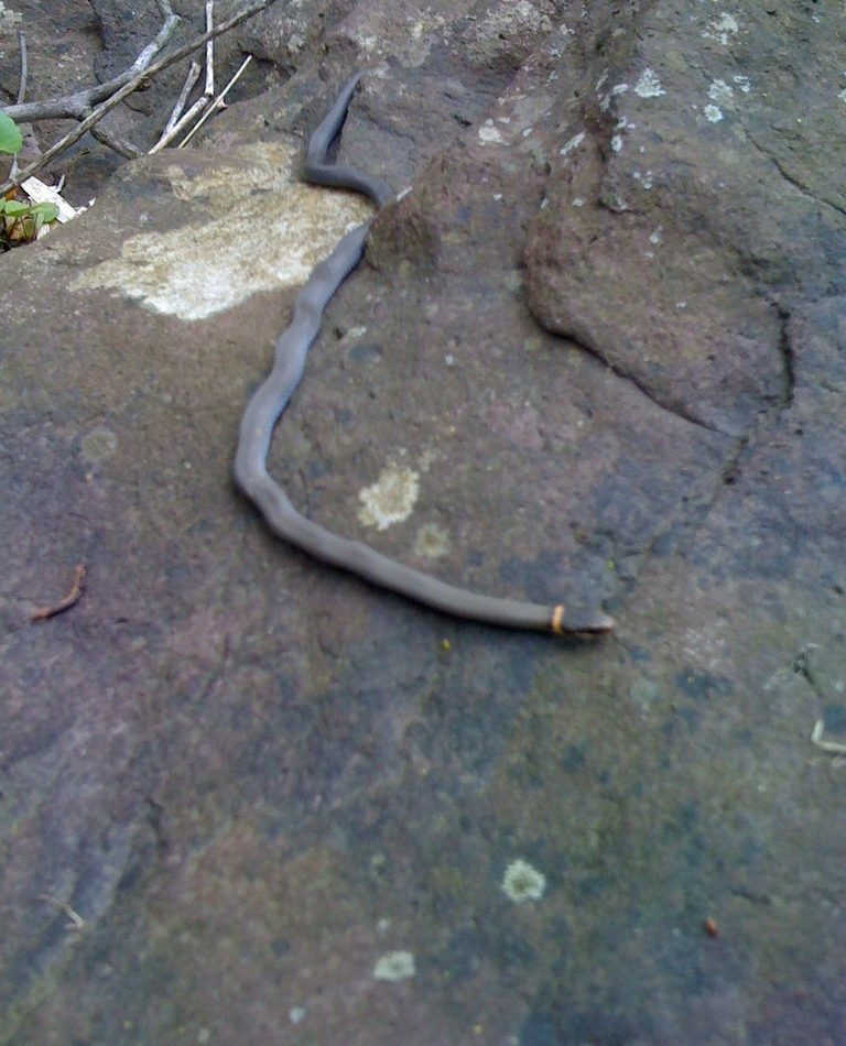 Diadophis punctatus edwardsii reference