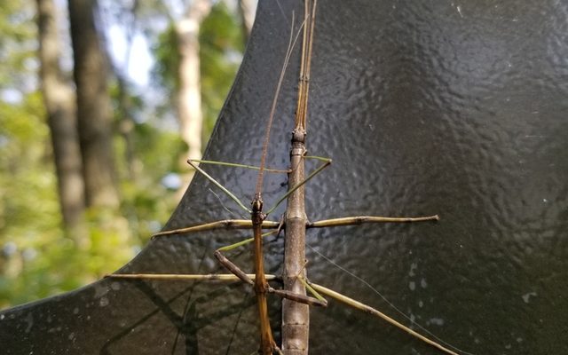 Northern Walkingstick reference