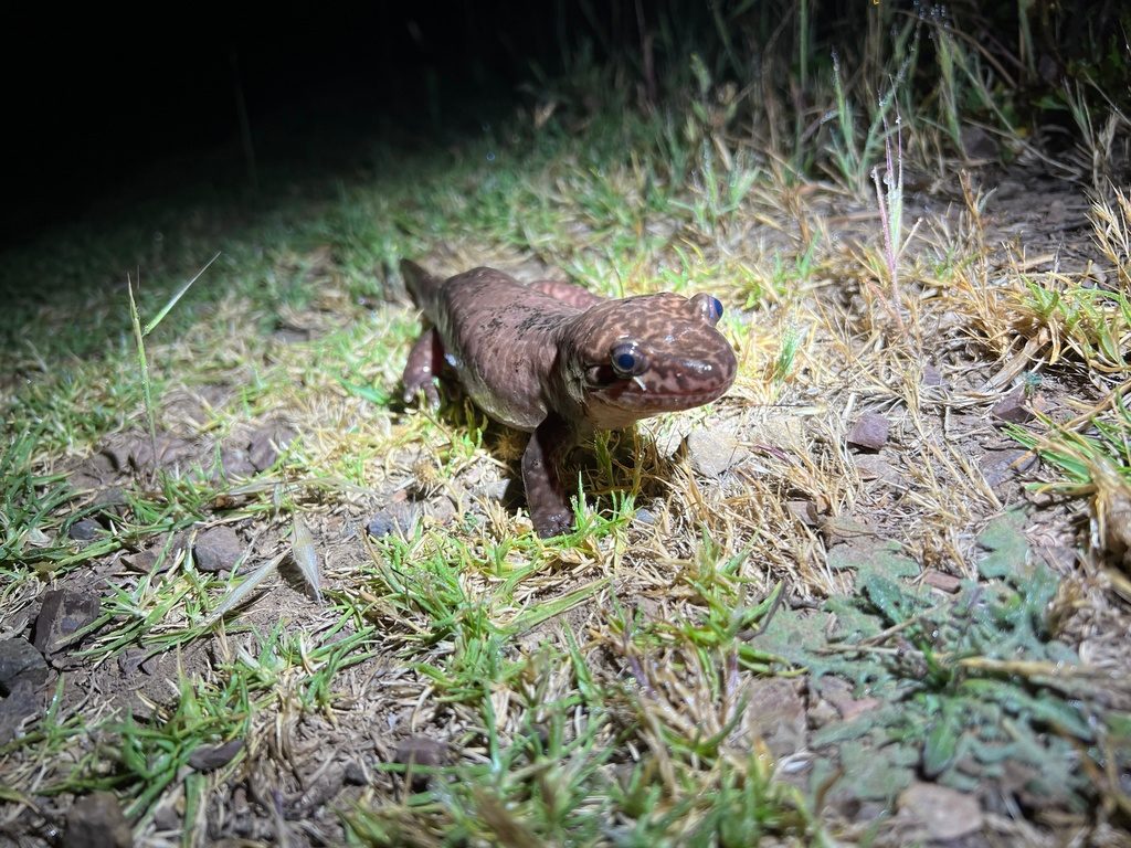 California Giant Salamander reference