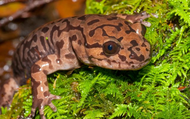 Coastal Giant Salamander reference