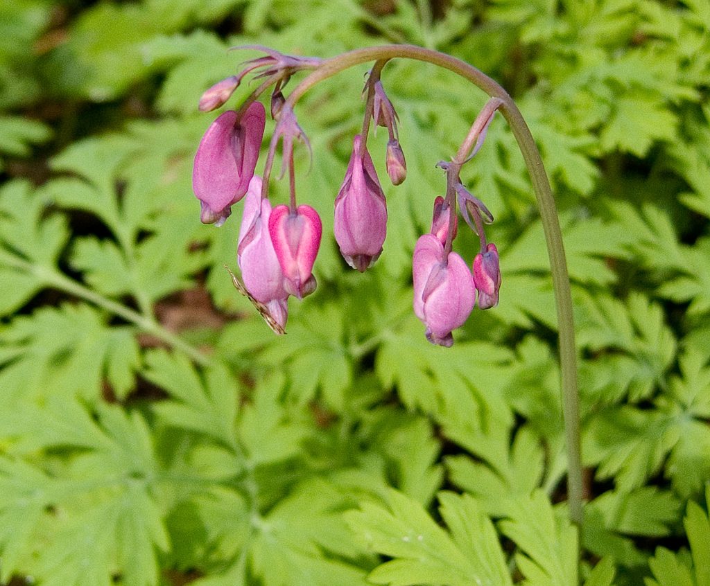 Pacific Bleeding Heart reference