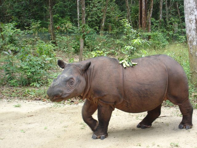 Sumatran Rhinoceros reference