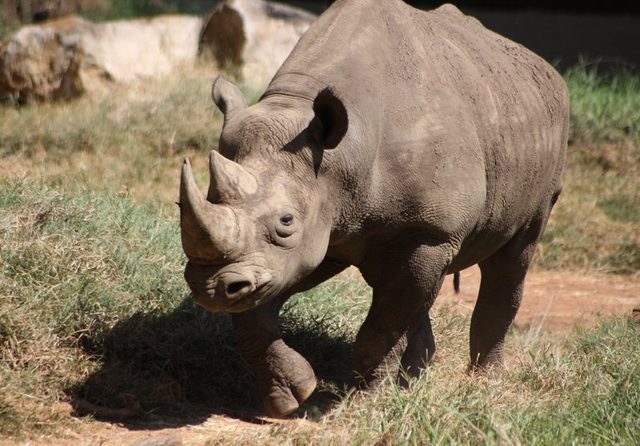 Black Rhinoceros reference