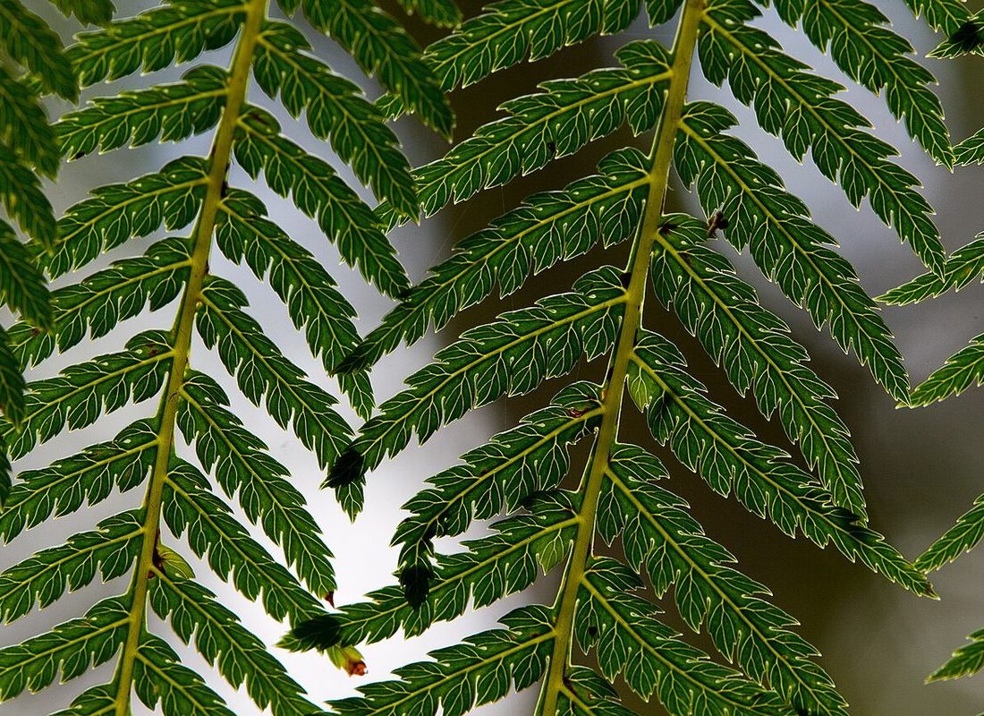 Soft Tree Fern reference