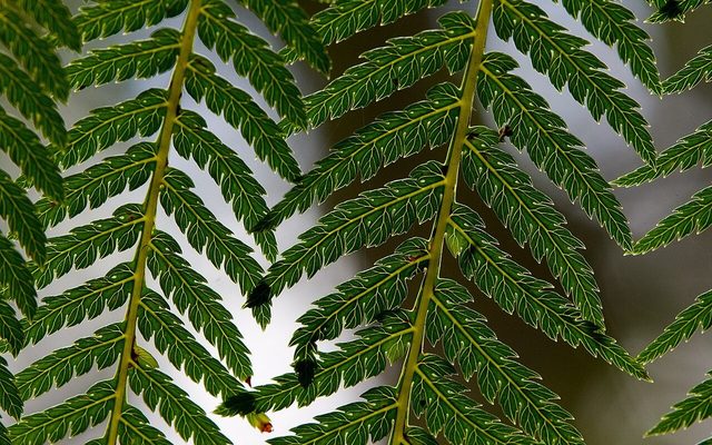Soft Tree Fern reference