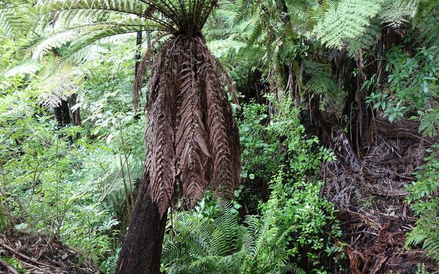 Golden Tree Fern reference