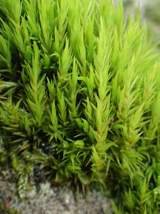Broom Moss reference