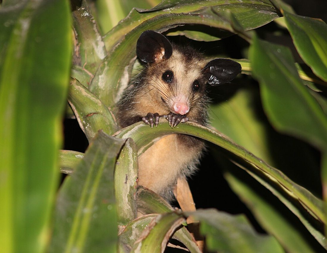 Big-eared Opossum reference