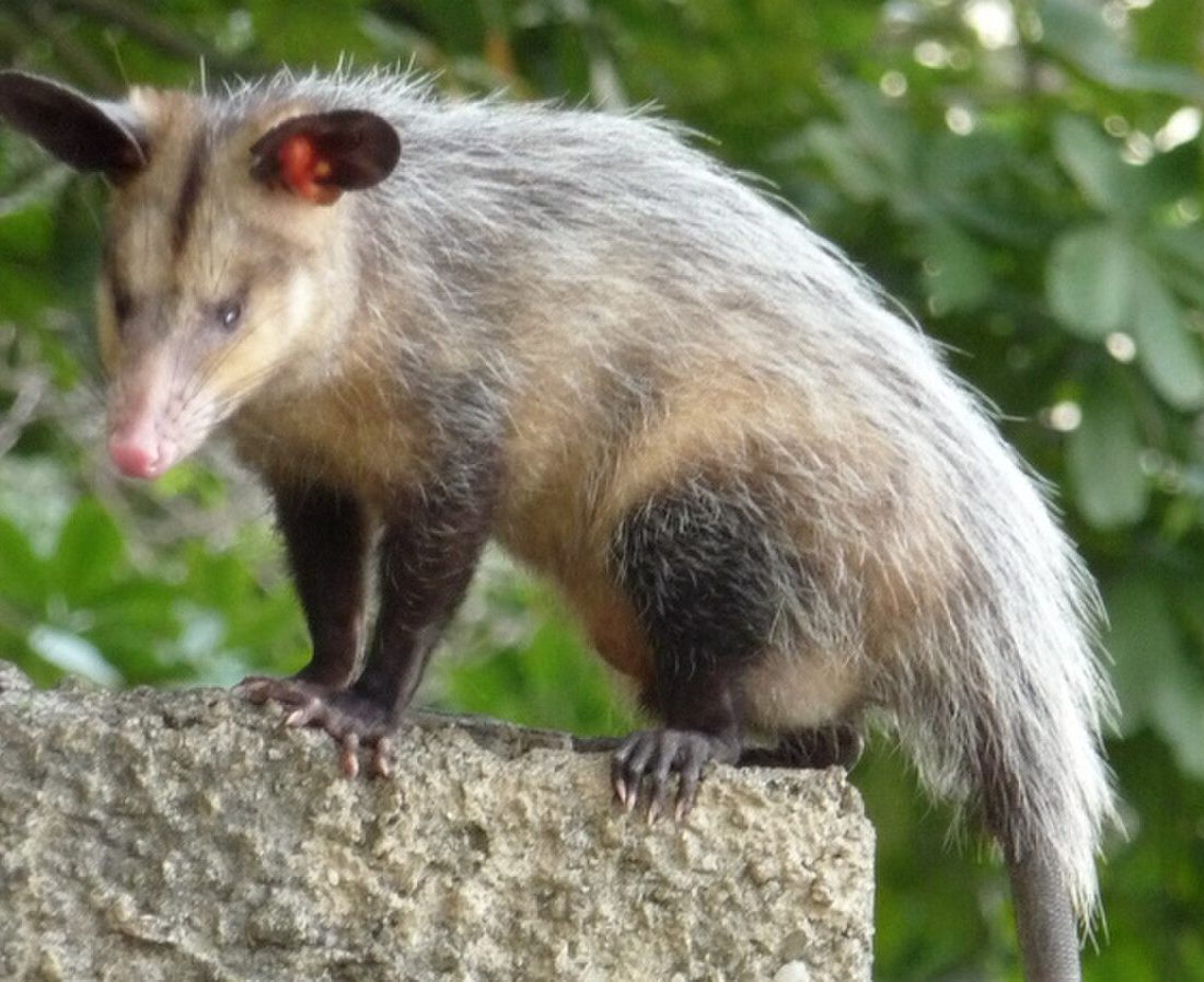 Common Opossum reference