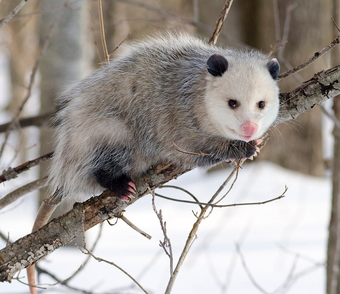 Virginia Opossum reference