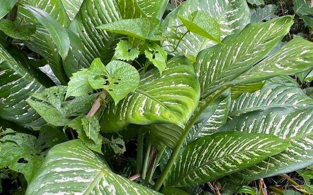 Dumb Cane reference