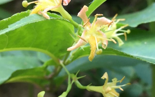 Northern Bush Honeysuckle reference