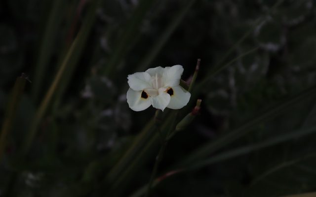 Yellow Wild Iris reference