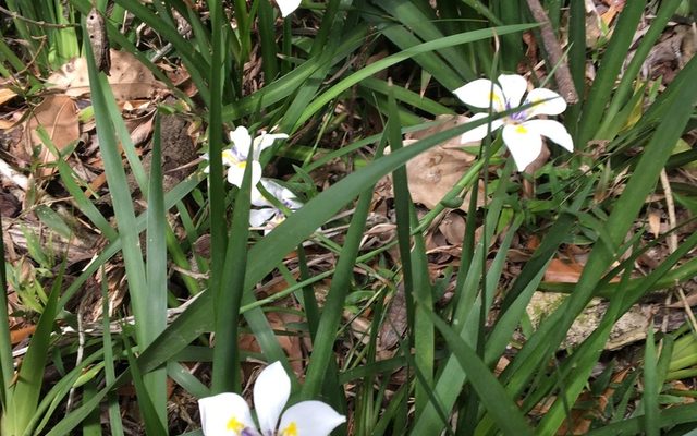 African Iris reference