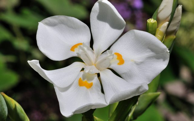 Lord Howe Wedding Lily reference