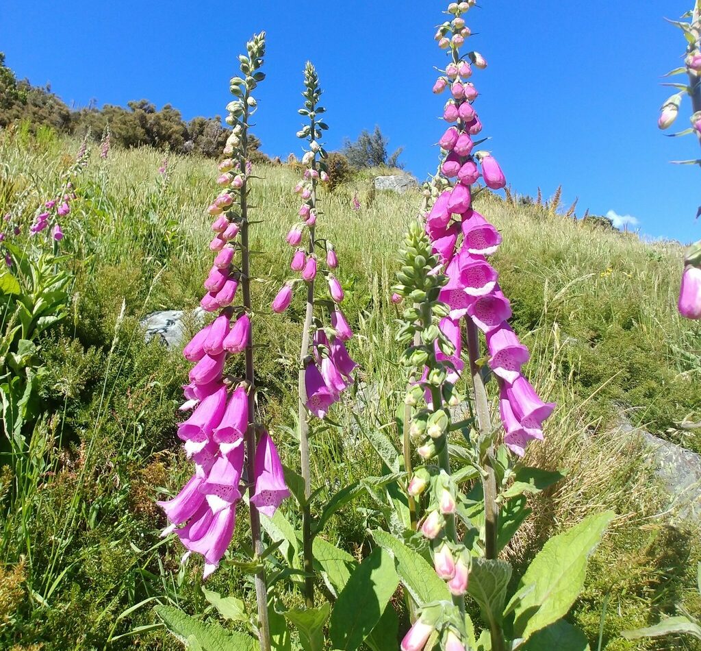 purple foxglove reference