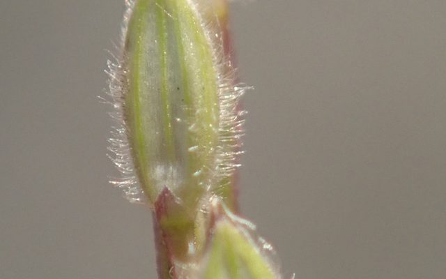 Hairy Crabgrass reference