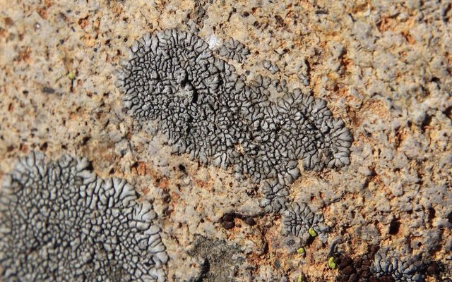 Radiate Dimelaena Lichen reference