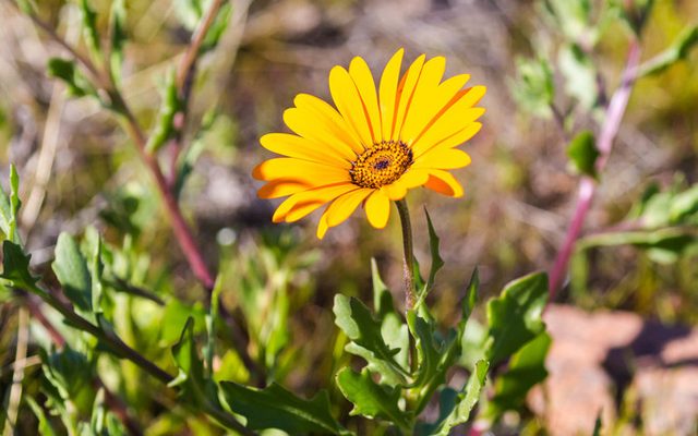Cape Marigold reference