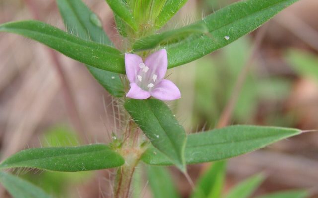 Rough Buttonweed reference