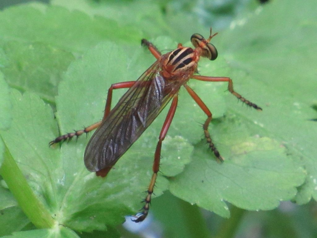 Plain-tailed Hanging Thief reference
