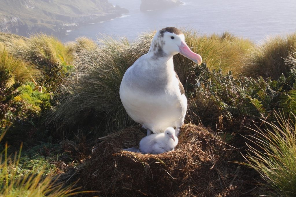 Antipodean Albatross reference