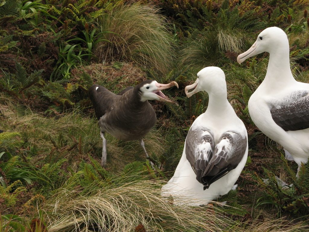 Wandering Albatross reference