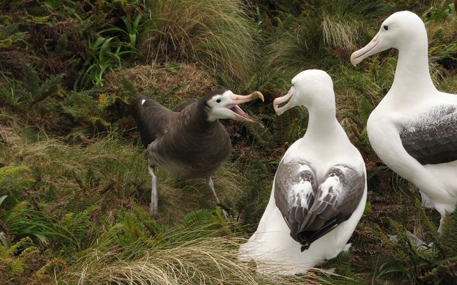Wandering Albatross reference