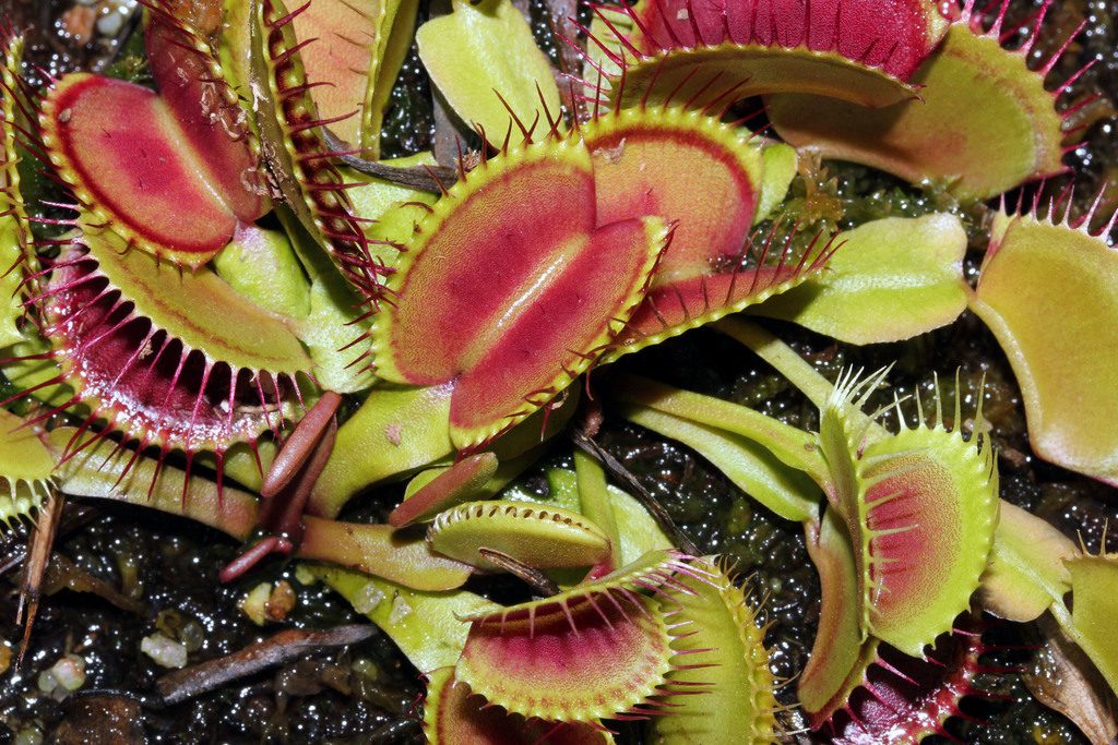Venus Flytrap reference